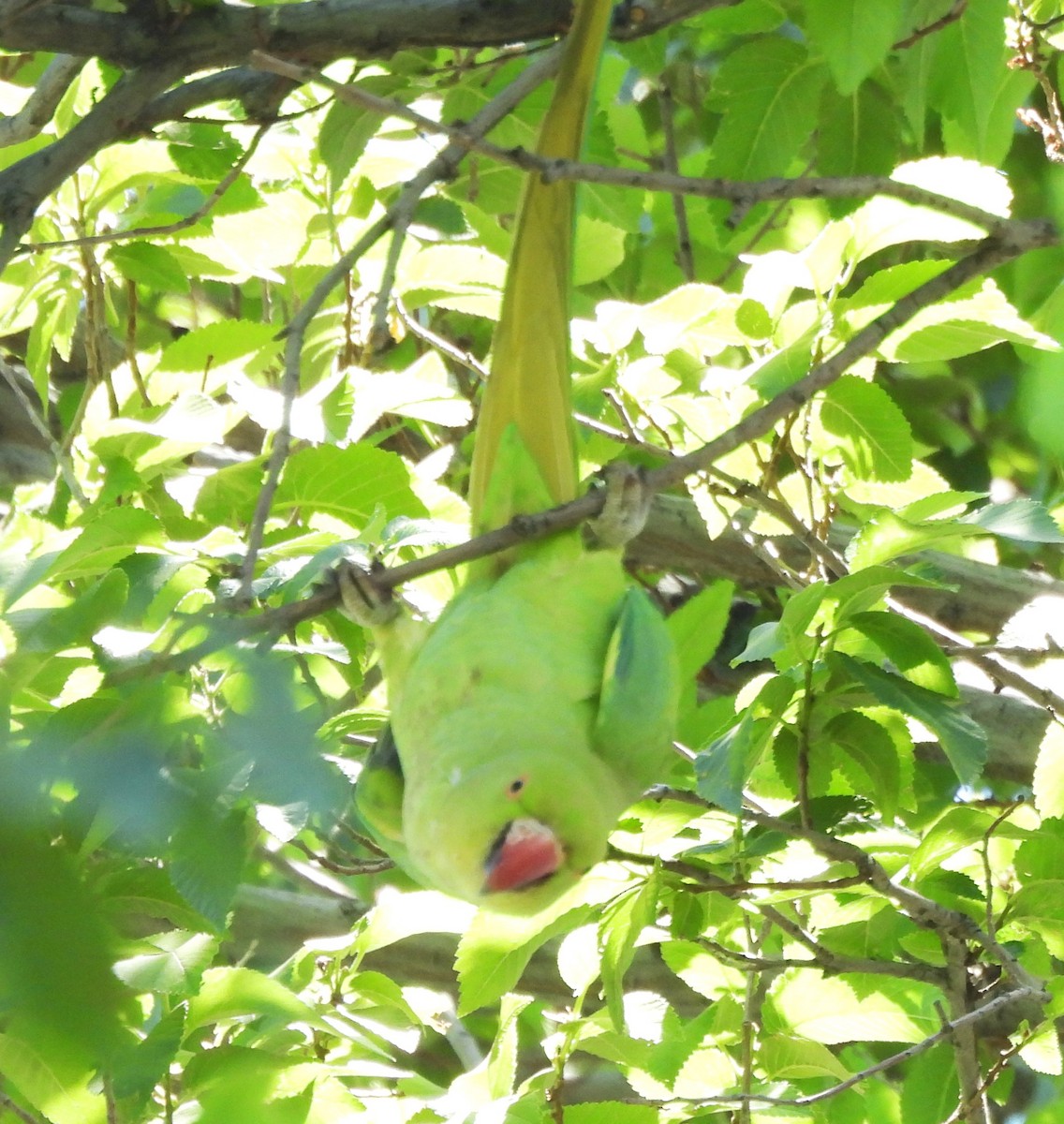 Rose-ringed Parakeet - Derek Heins