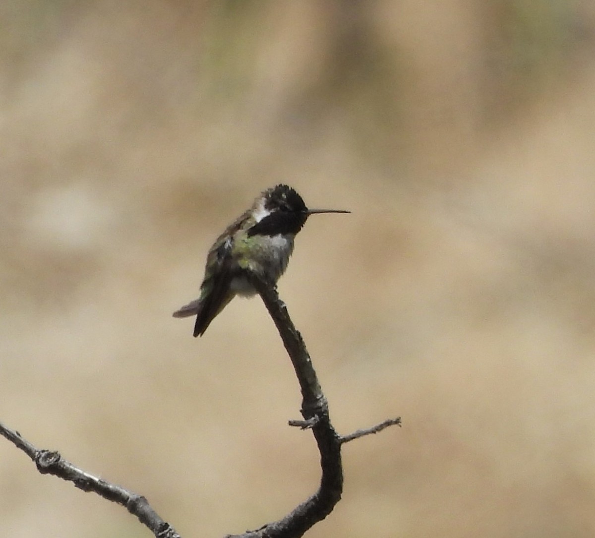 Costa's Hummingbird - Derek Heins