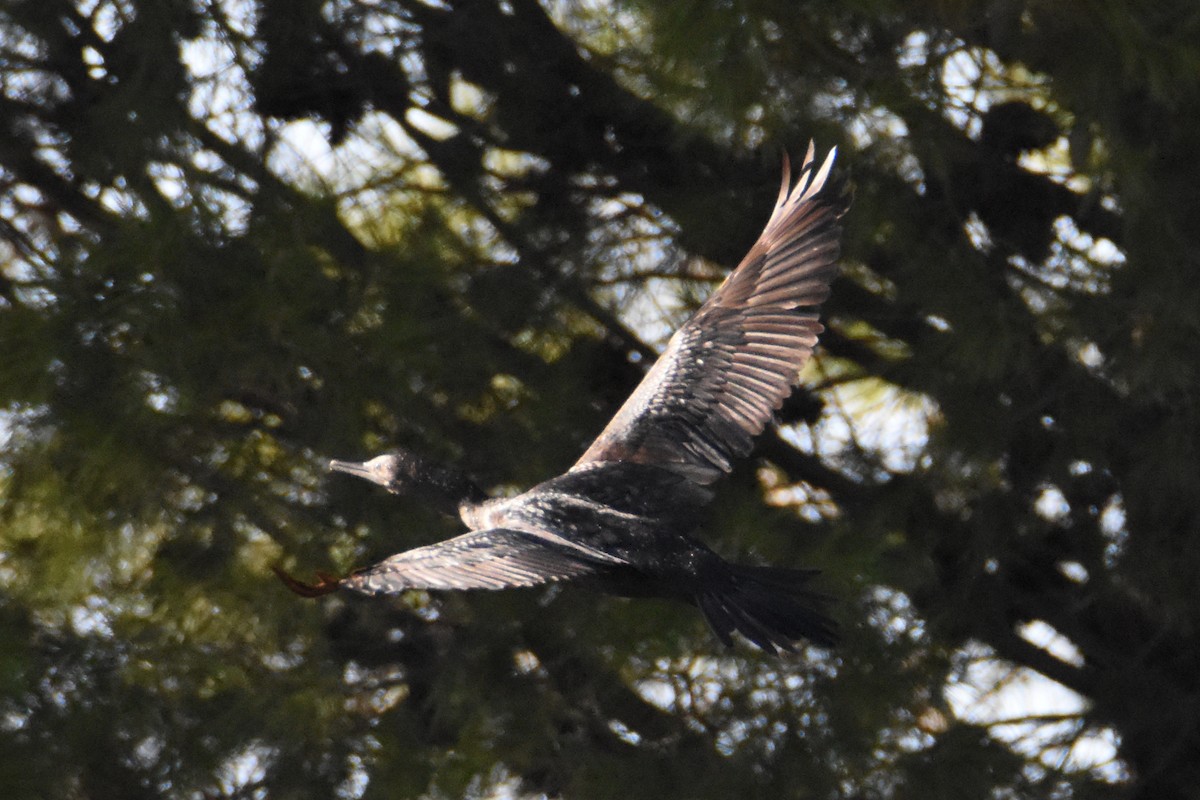 Little Black Cormorant - Jeremy Petho