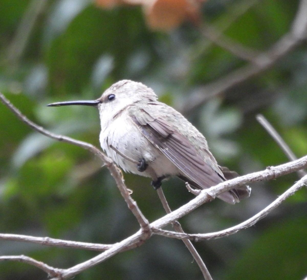 Black-chinned Hummingbird - Derek Heins