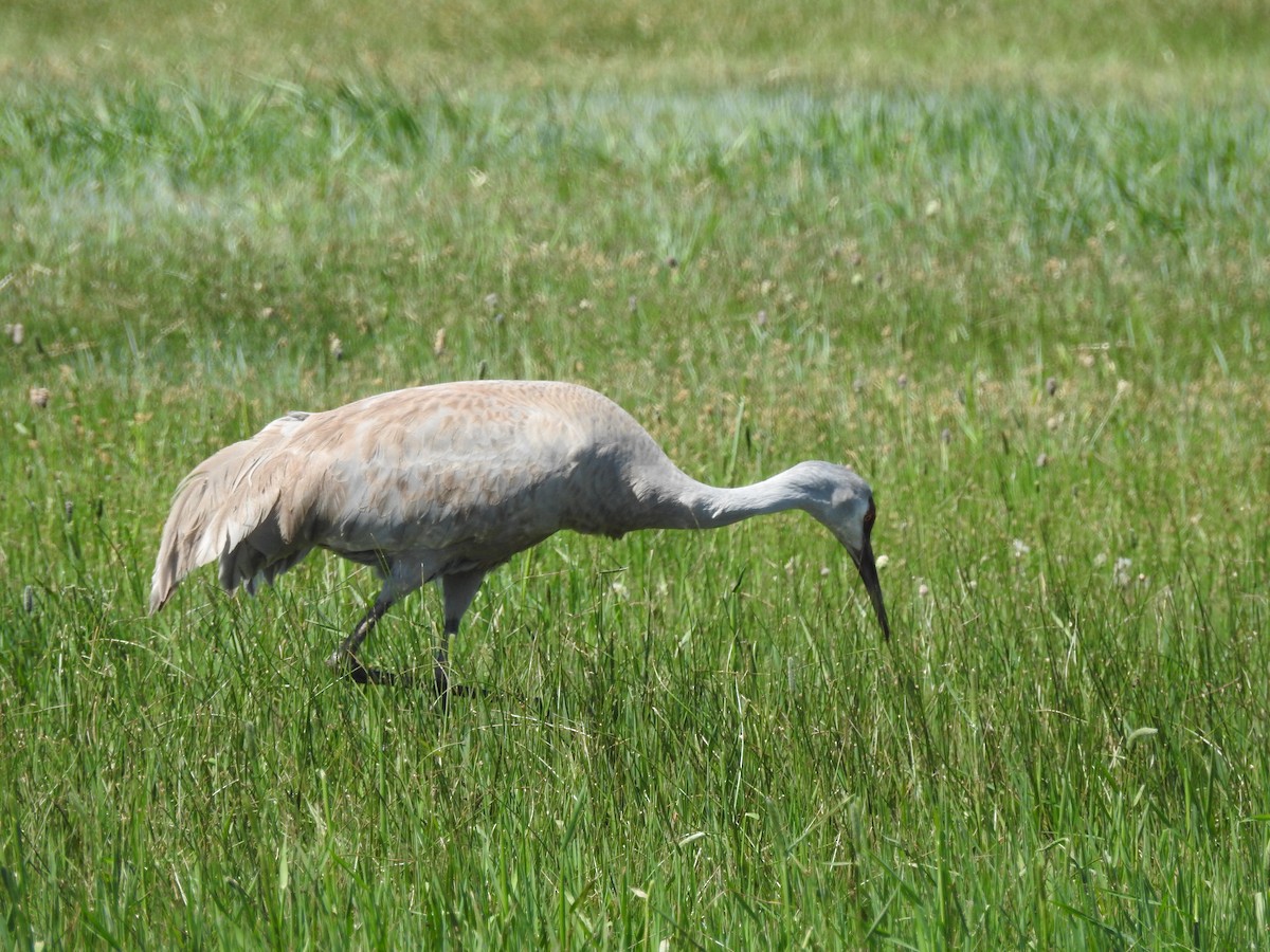 Sandhill Crane - Patrick Gearin