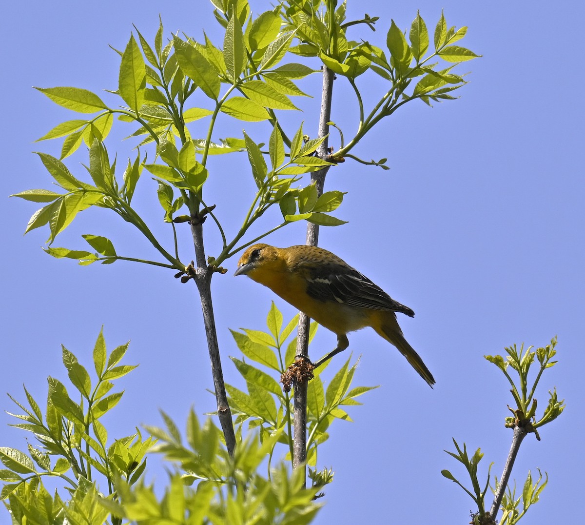 Baltimore Oriole - Eric Titcomb