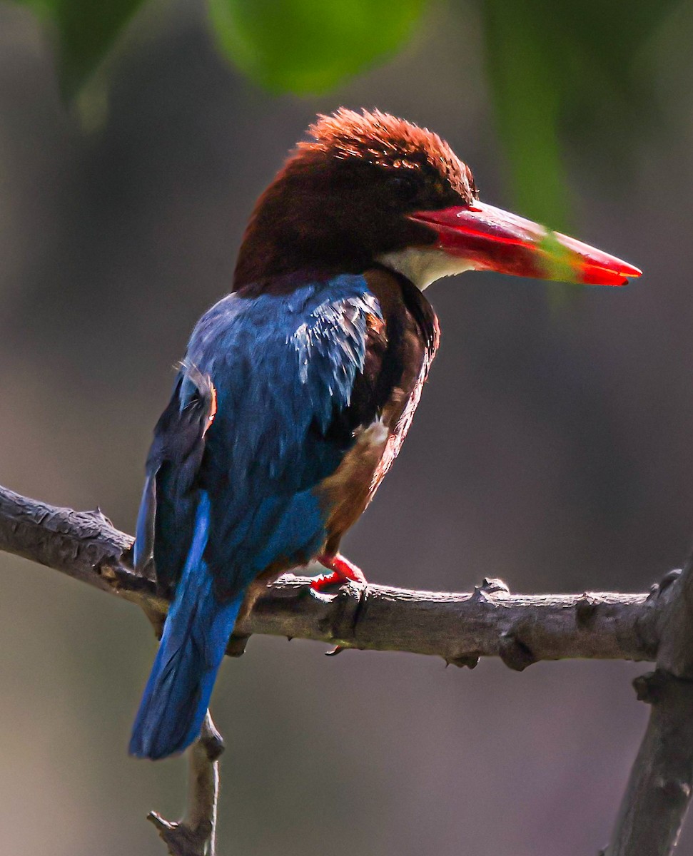 White-throated Kingfisher - Sanjay Gupta