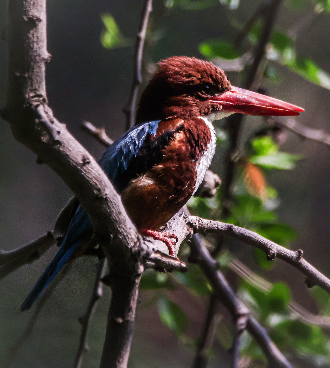 White-throated Kingfisher - Sanjay Gupta