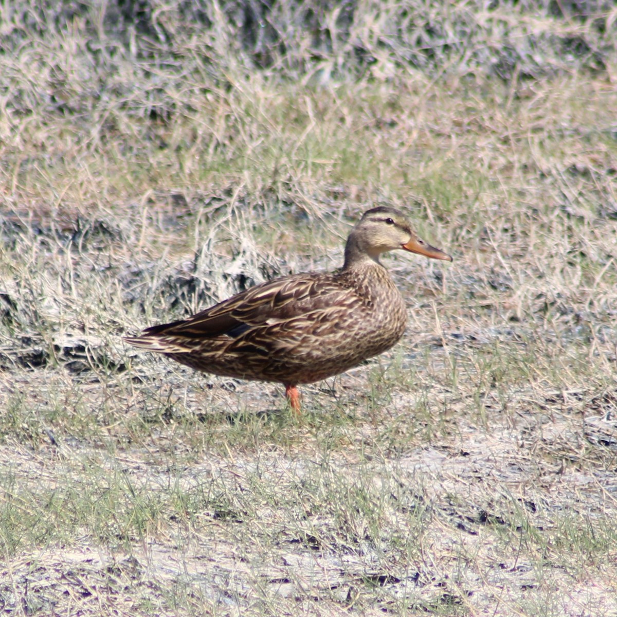 Mexican Duck - Marsha Painter