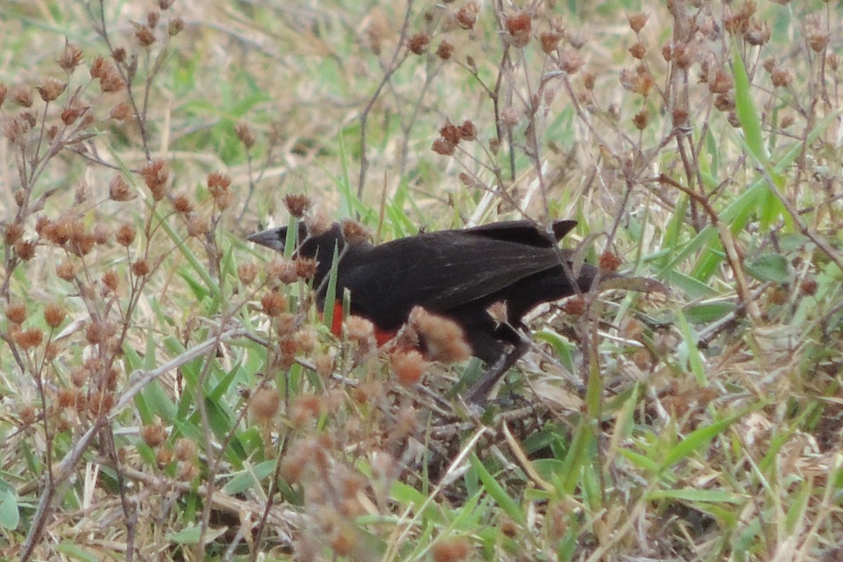 Red-breasted Meadowlark - Licinio Garrido Hoyos