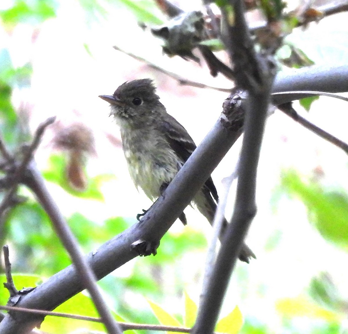 Western Flycatcher - Derek Heins