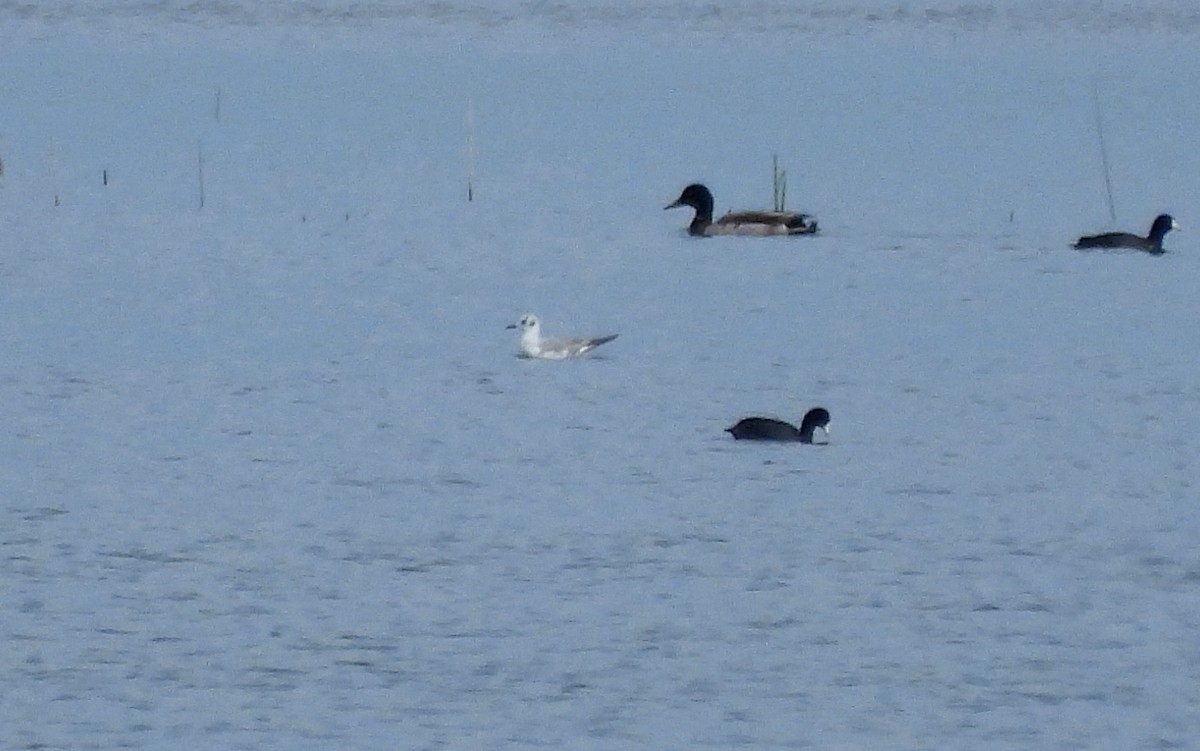 Mouette de Bonaparte - ML619213753