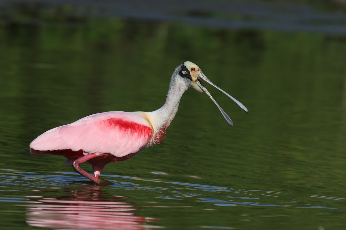 Roseate Spoonbill - ML619213755