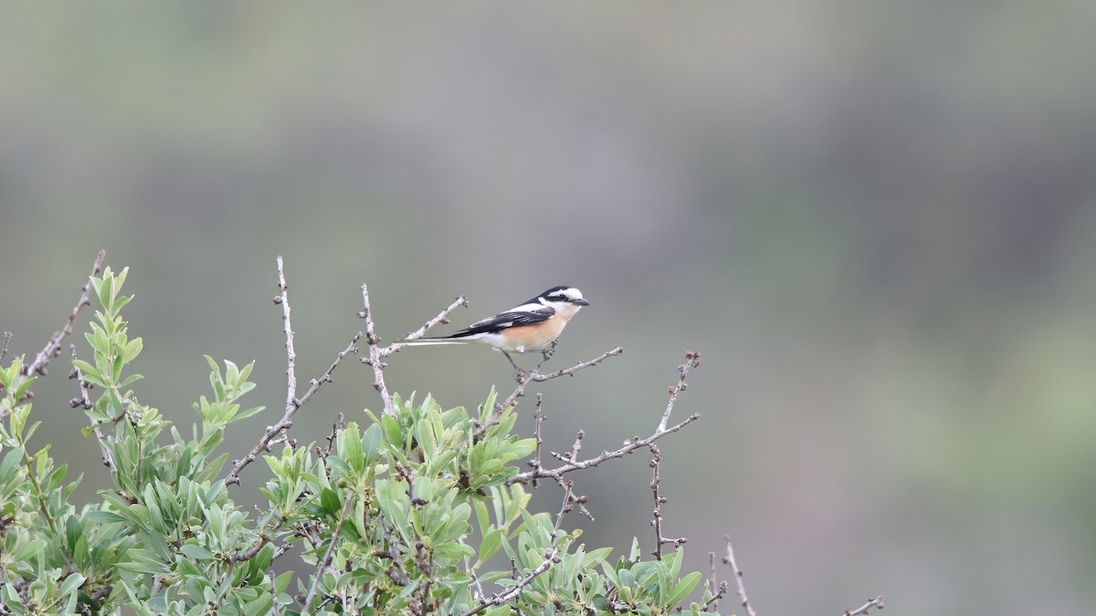 Masked Shrike - Kraig Cawley