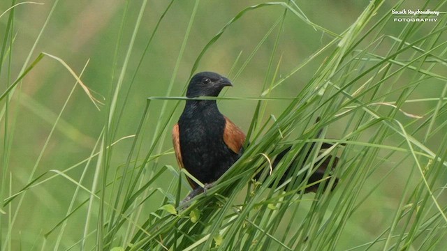 Lesser Coucal - ML619213764