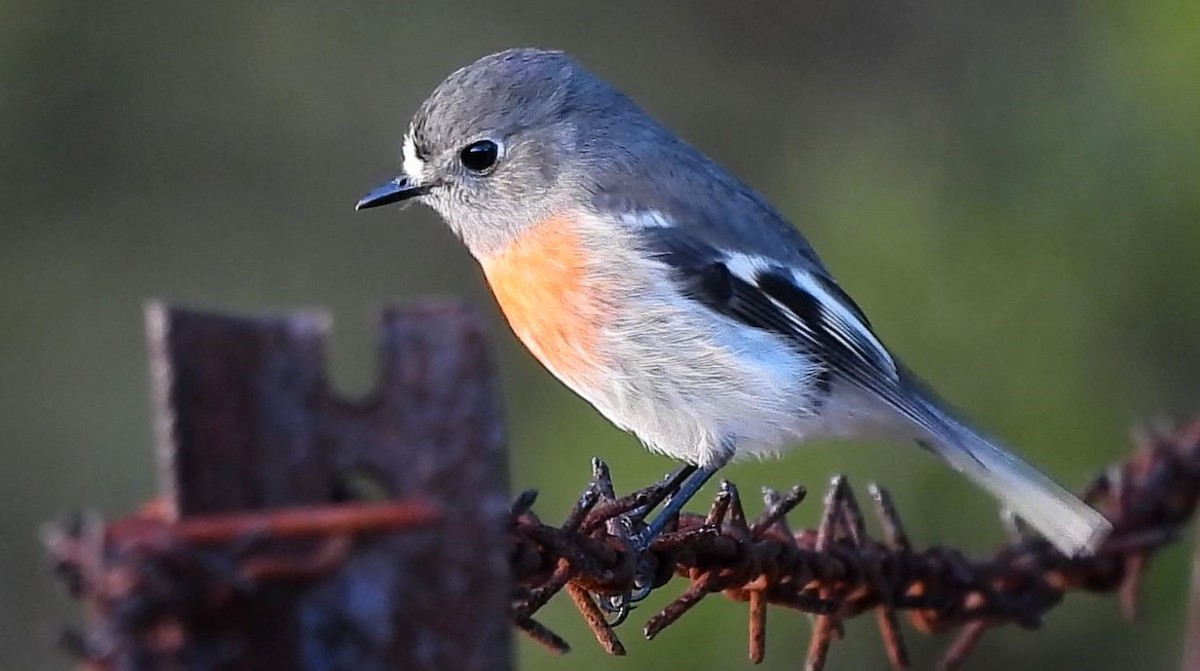 Scarlet Robin - Thalia and Darren Broughton