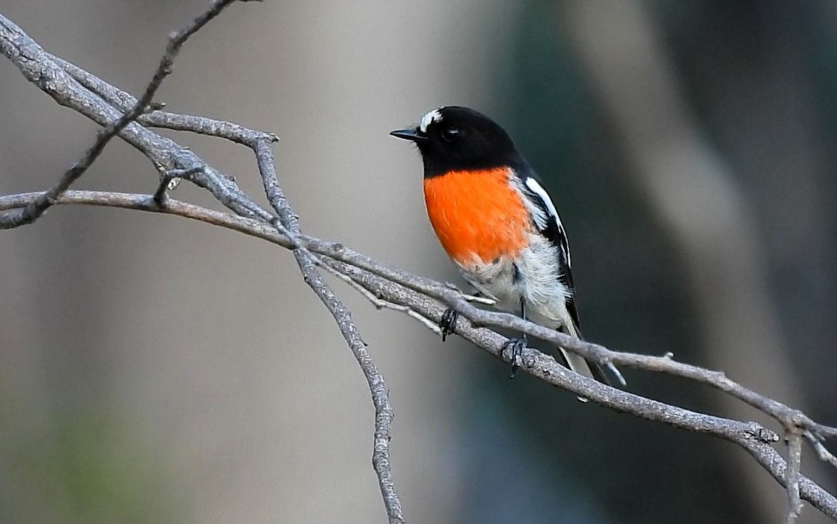 Scarlet Robin - Thalia and Darren Broughton