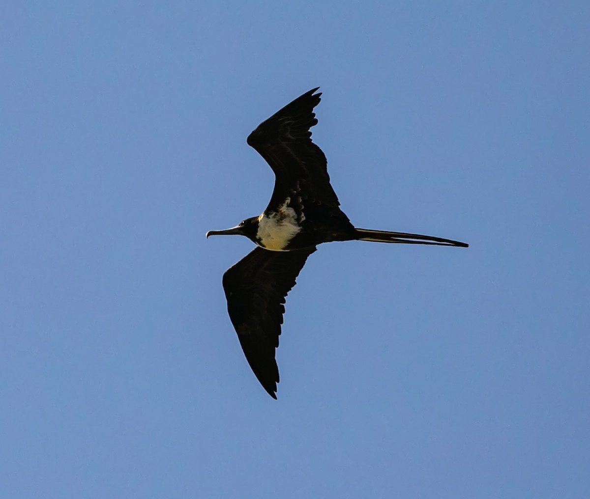 Magnificent Frigatebird - Damon Haan