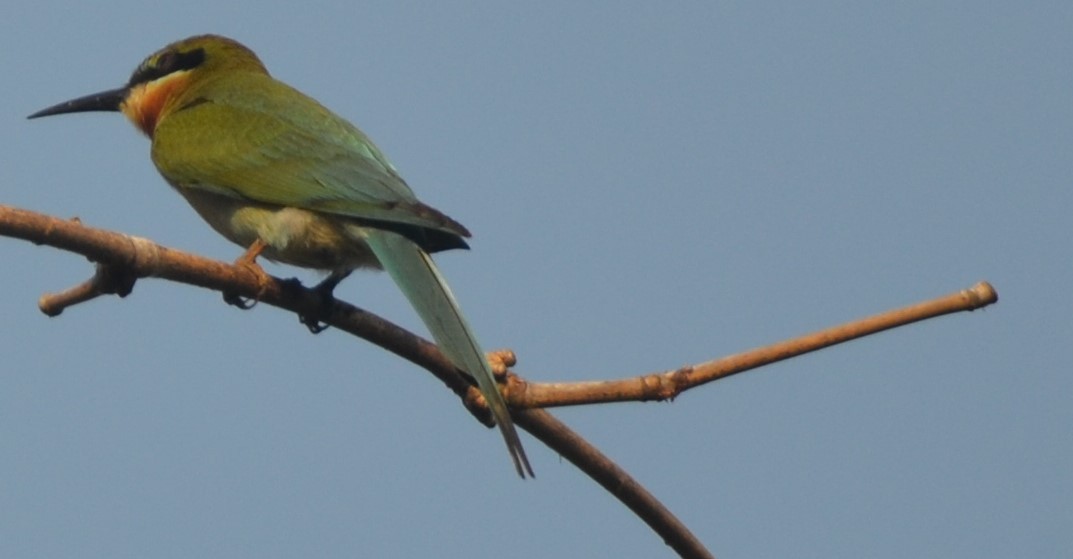 Blue-tailed Bee-eater - Roger Fankhauser