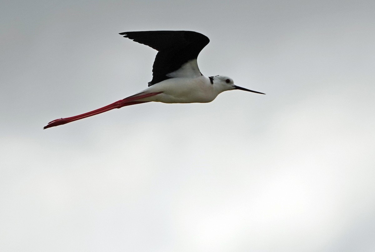 Black-winged Stilt - Diane Drobka