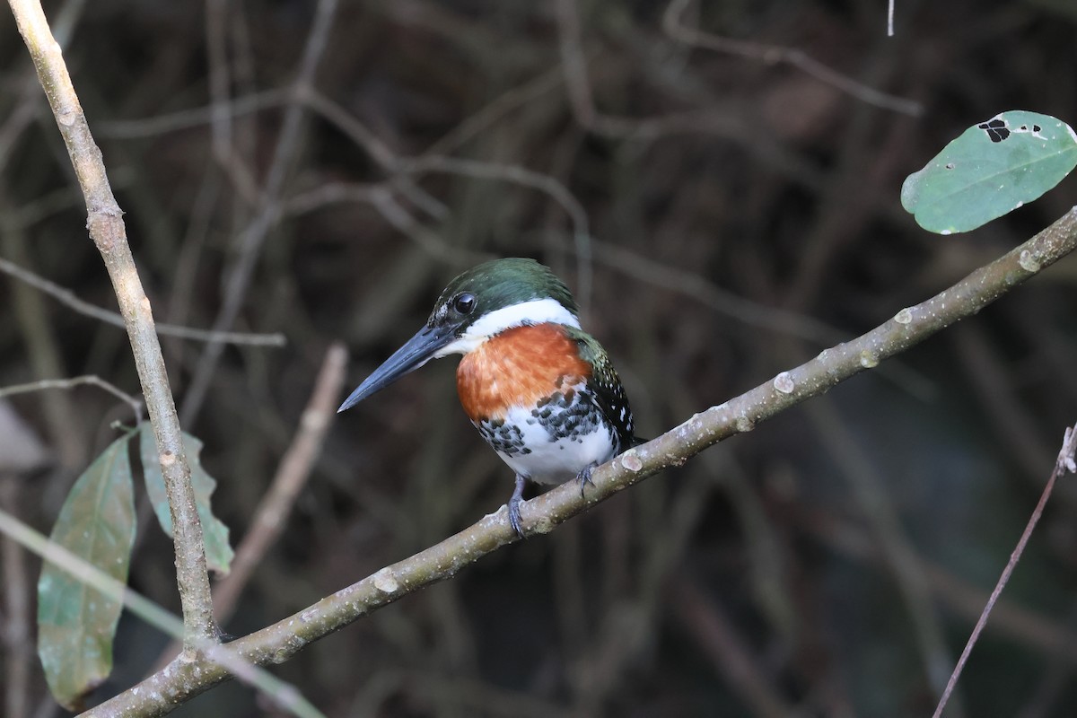 Green Kingfisher - fernando romo