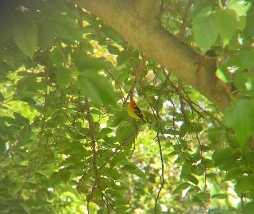 Western Tanager - Caroline Cecena