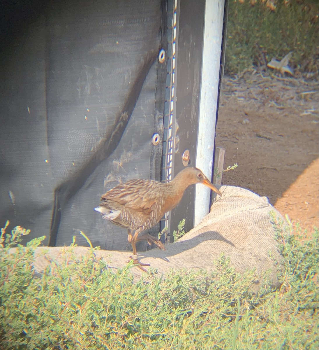 Ridgway's Rail - Caroline Cecena