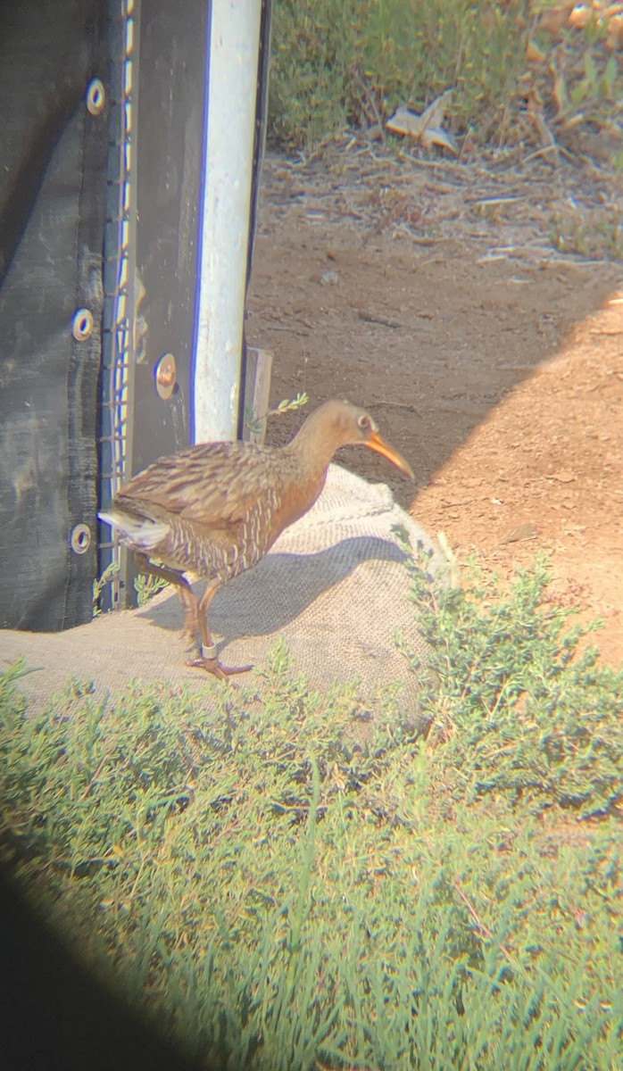 Ridgway's Rail - Caroline Cecena