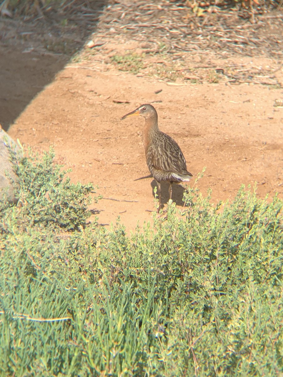 Ridgway's Rail - Caroline Cecena