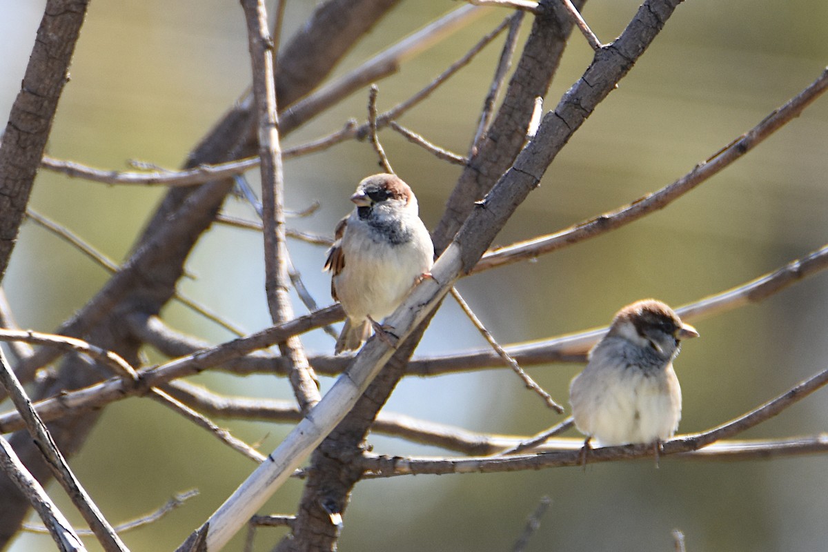 House Sparrow - Jeremy Petho