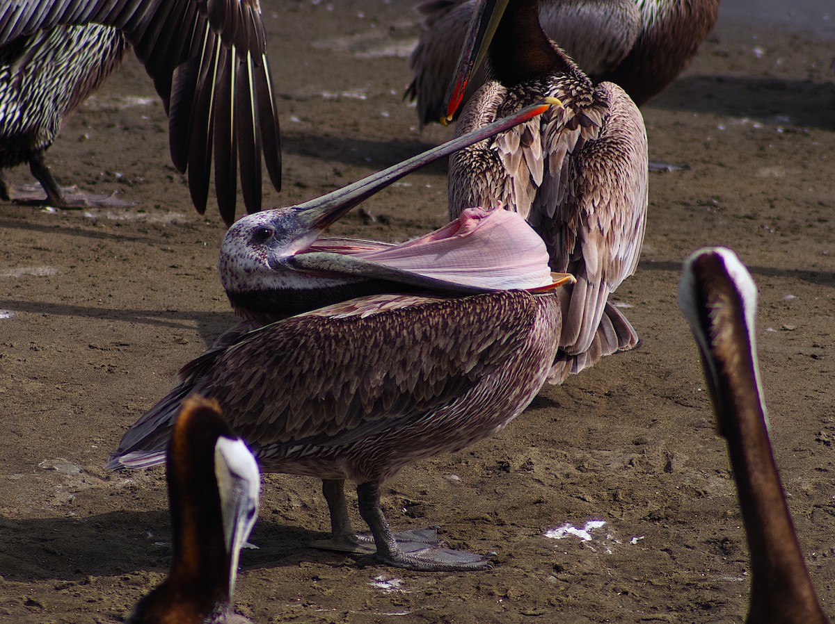 Brown Pelican - ML619213869