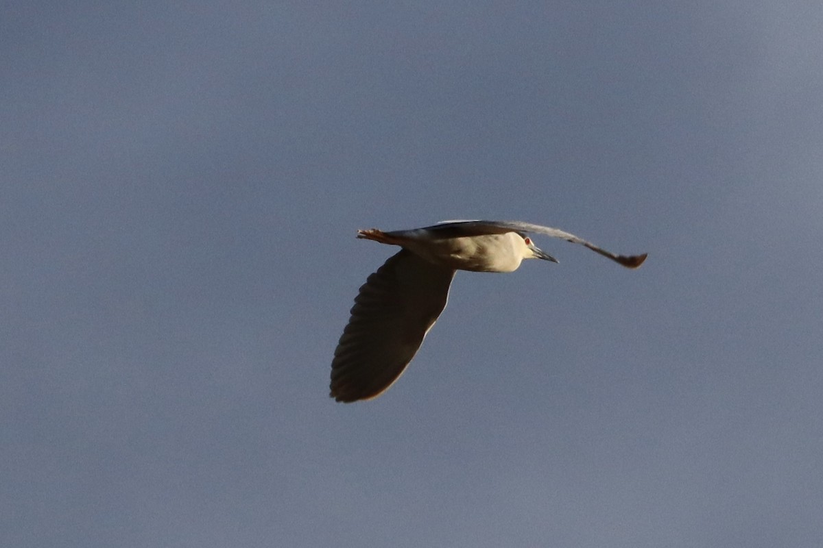 Black-crowned Night Heron - Sarah von Innerebner