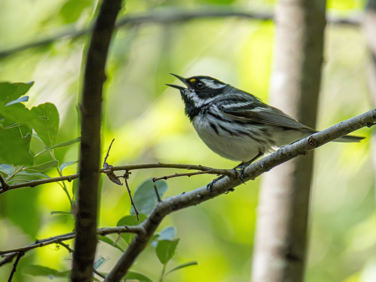 Black-throated Gray Warbler - varun tipnis