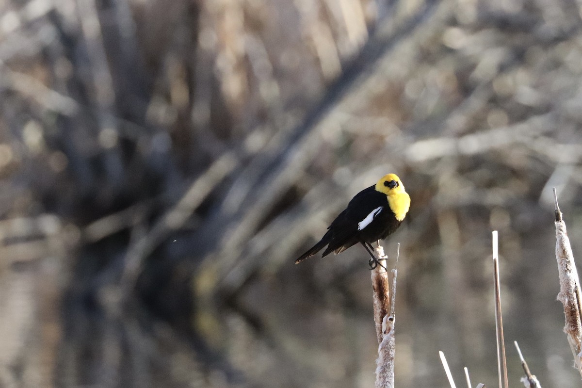 Yellow-headed Blackbird - Sarah von Innerebner