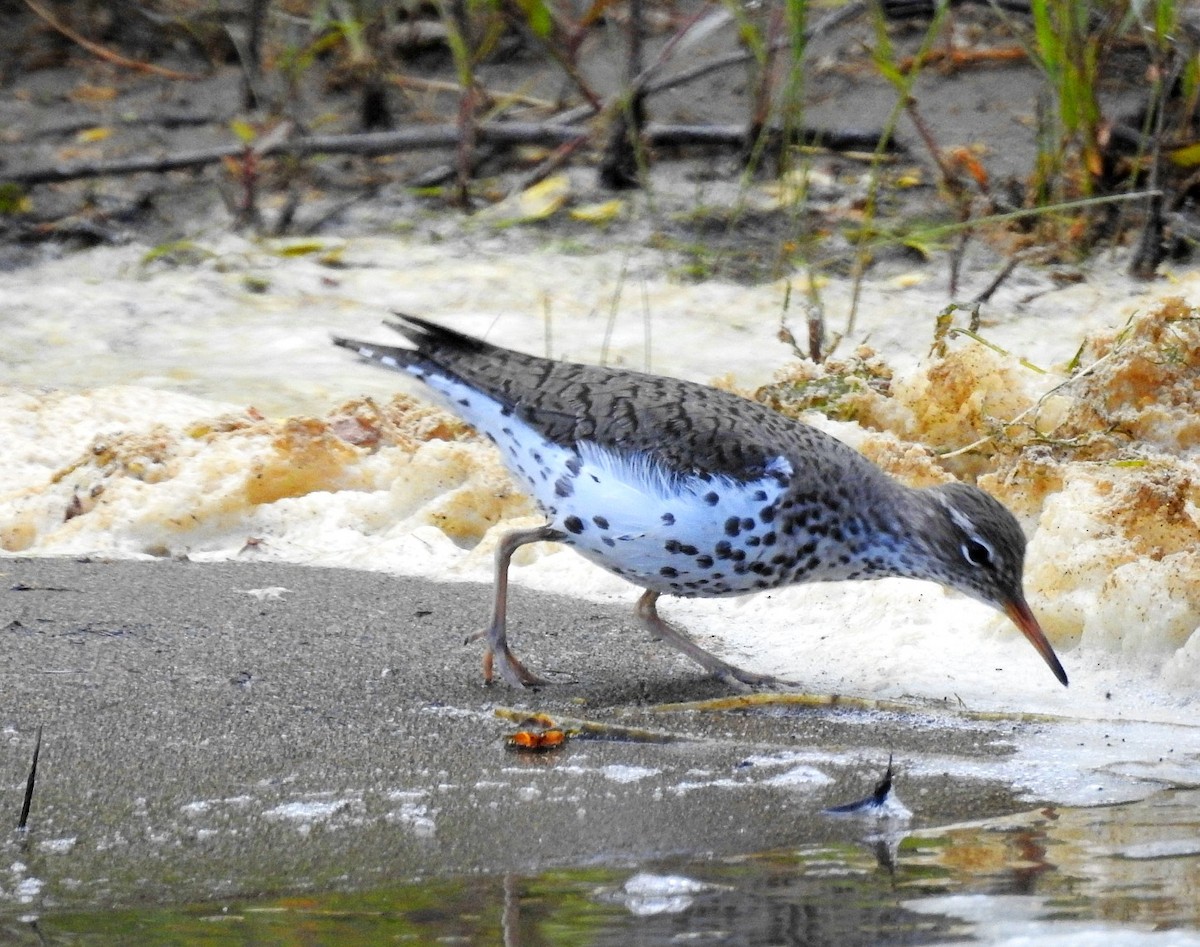 Spotted Sandpiper - Mike Clarke