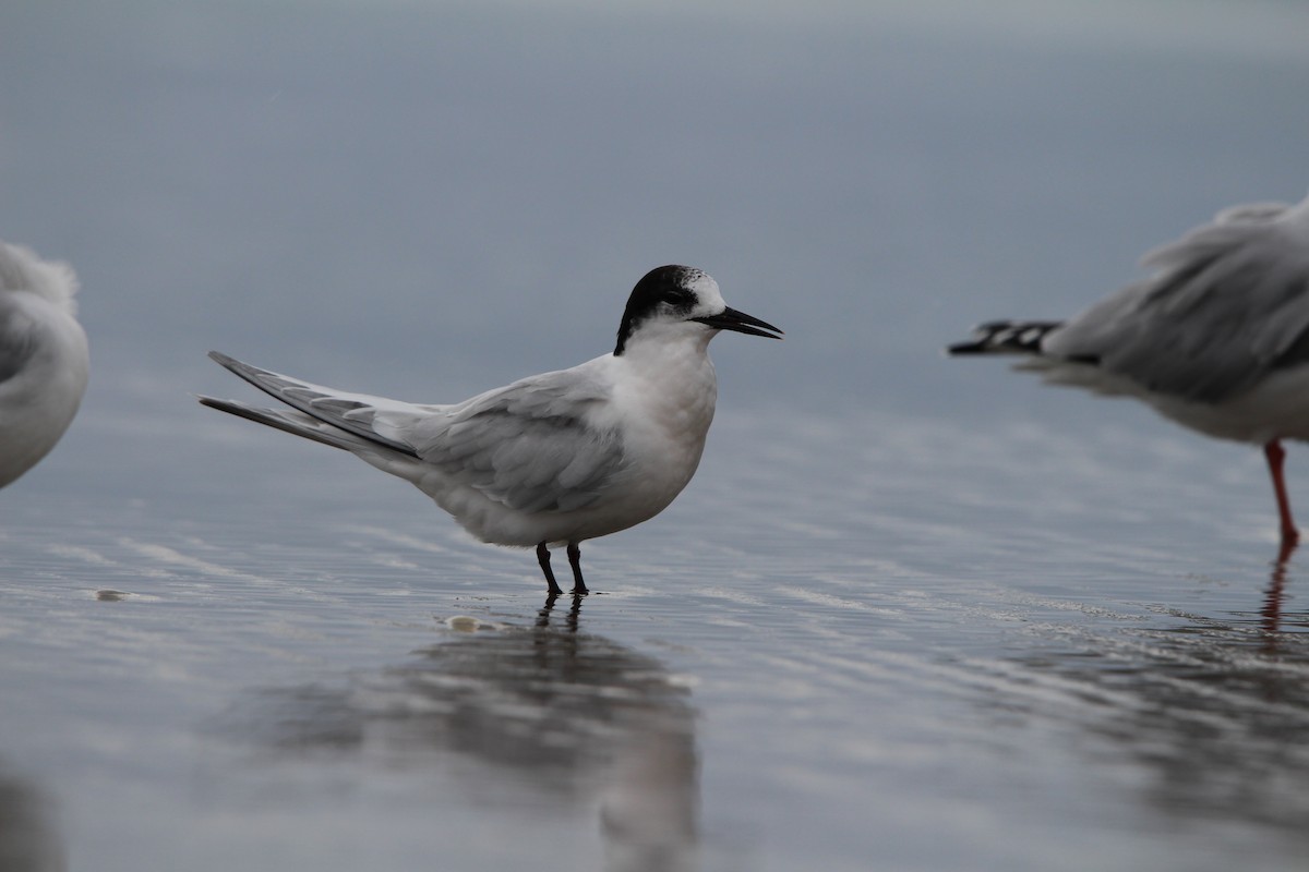 White-fronted Tern - Klervi Choulette