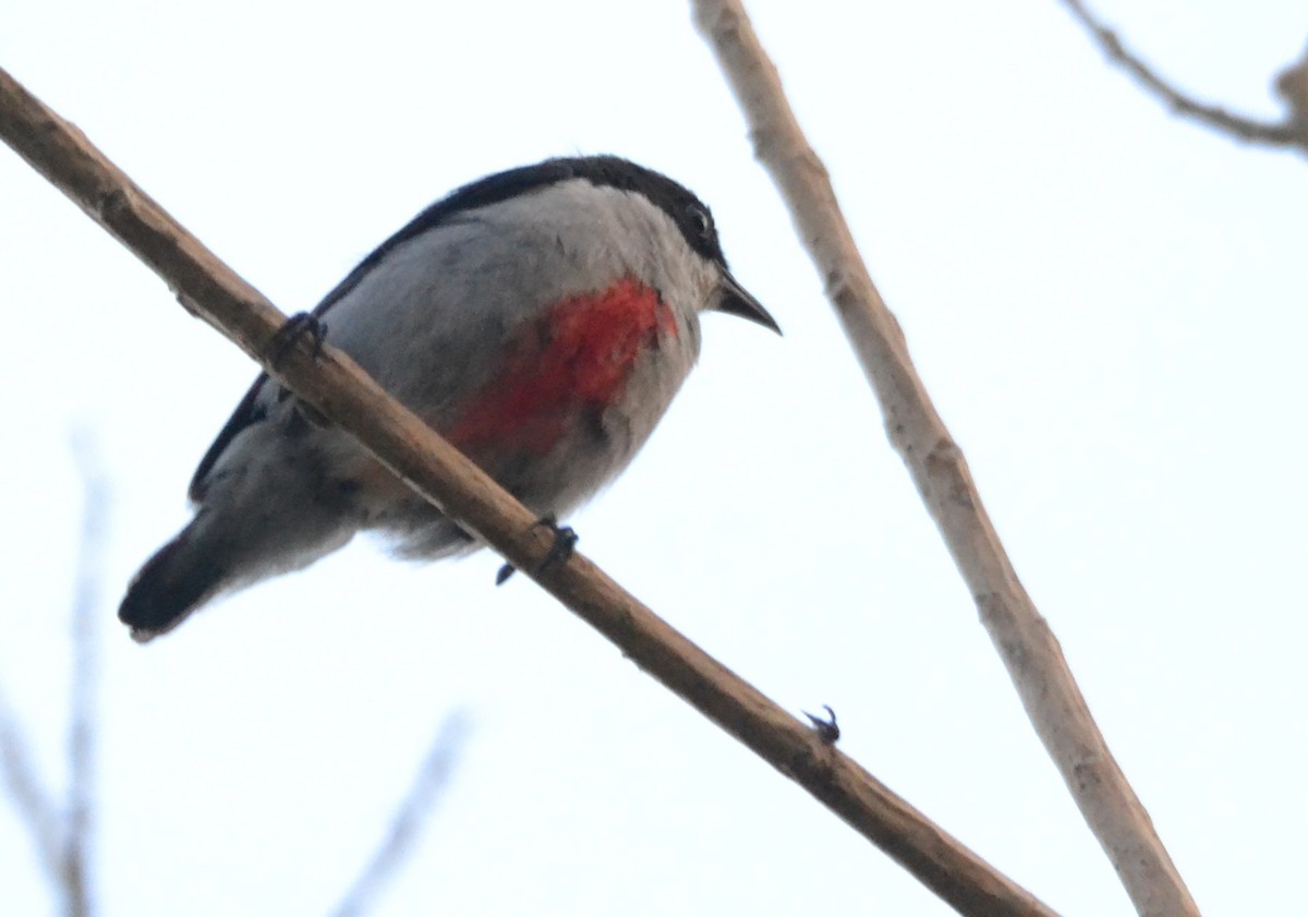 Red-keeled Flowerpecker - Roger Fankhauser