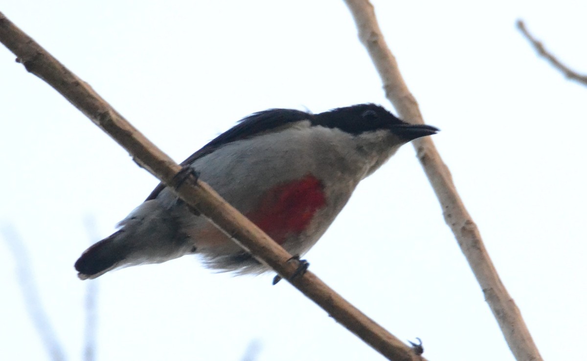 Red-keeled Flowerpecker - Roger Fankhauser