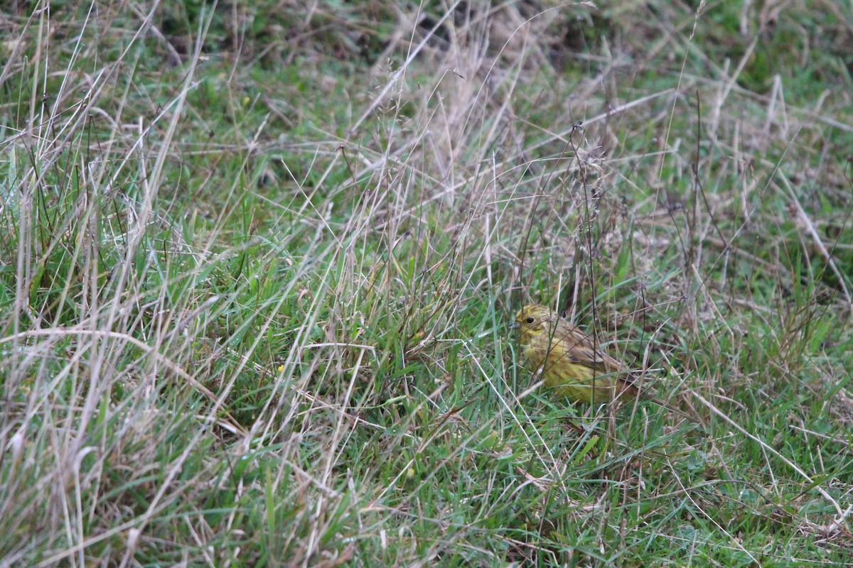 Yellowhammer - Klervi Choulette