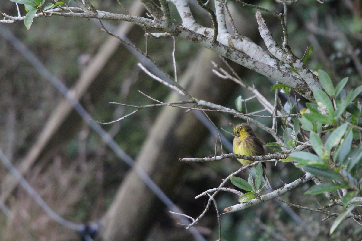 Yellowhammer - Klervi Choulette