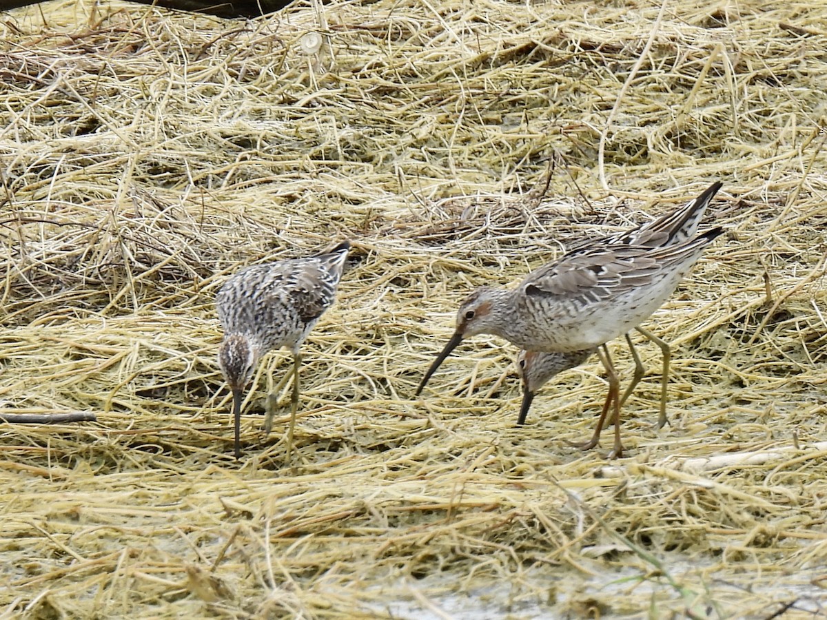 Stilt Sandpiper - ML619213943