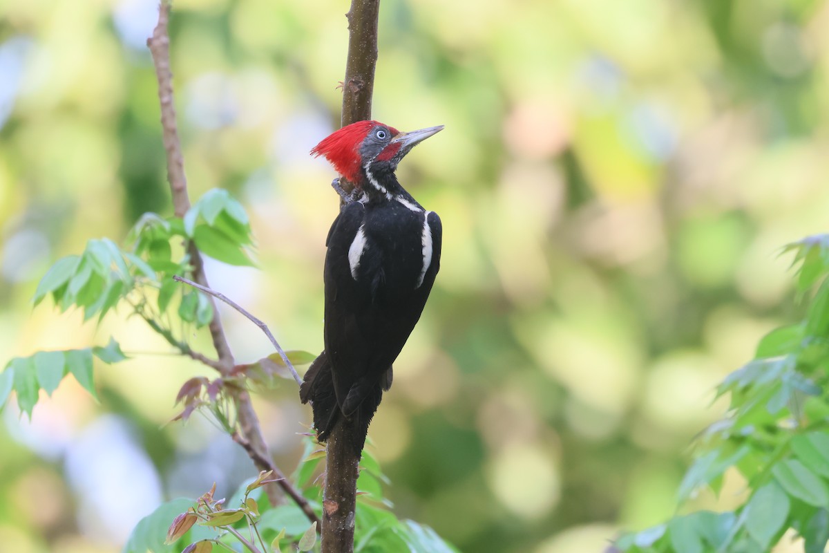 Lineated Woodpecker - fernando romo