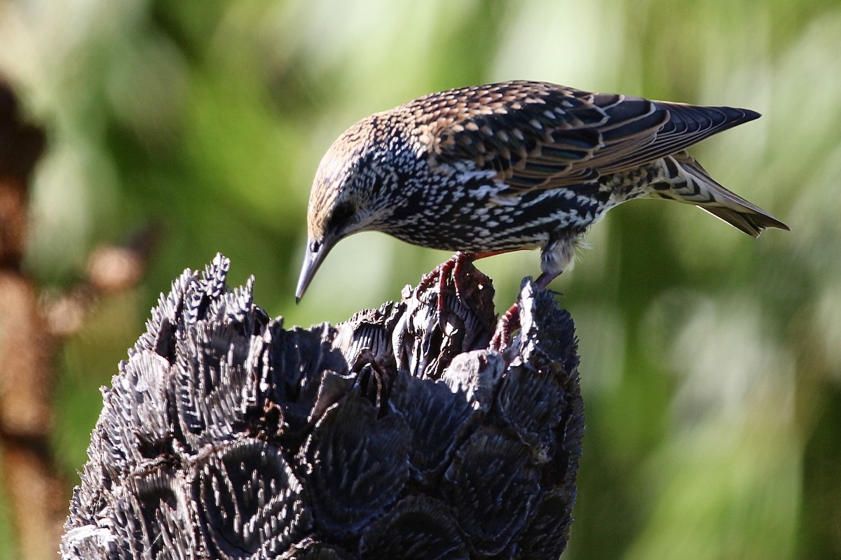 European Starling - Pauline and Ray Priest