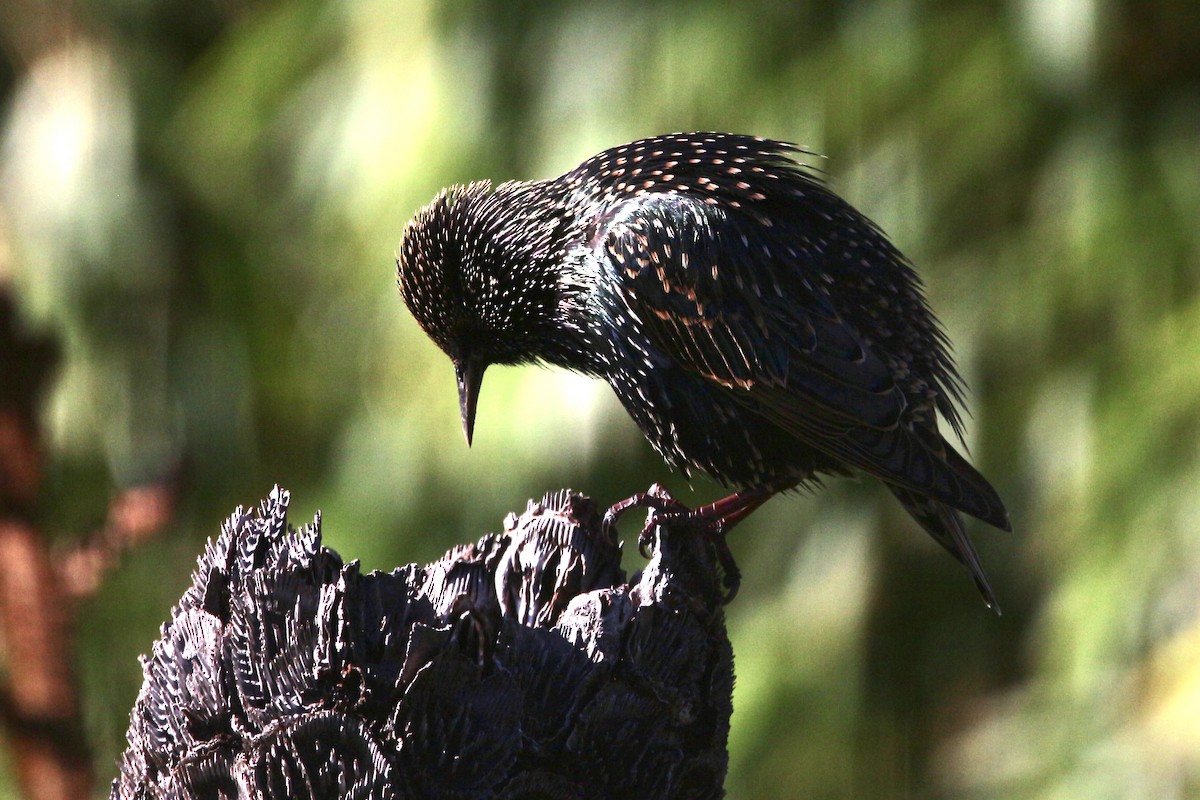 European Starling - Pauline and Ray Priest
