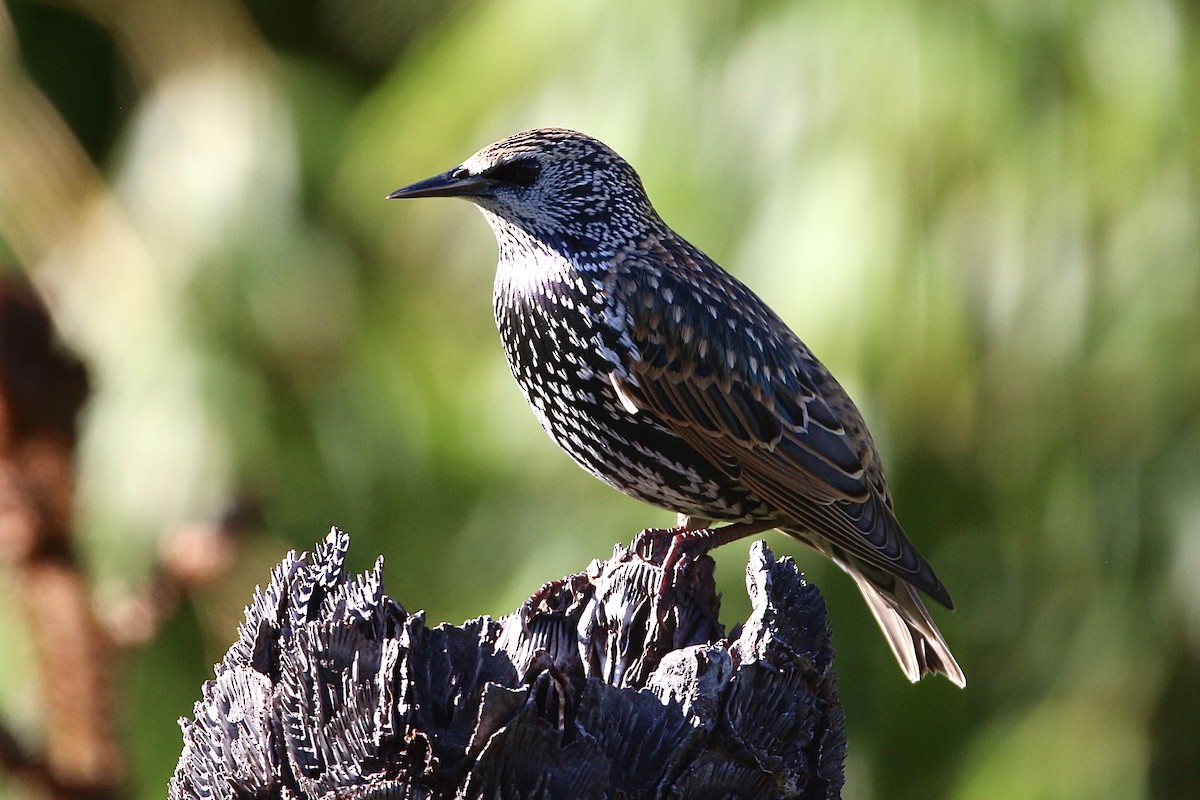 European Starling - ML619213958