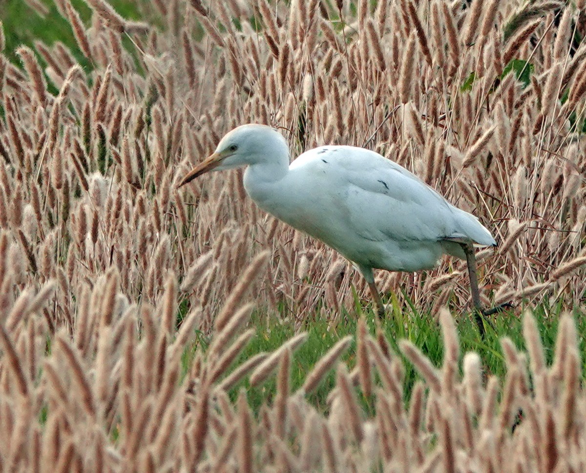 Western Cattle Egret - ML619213962