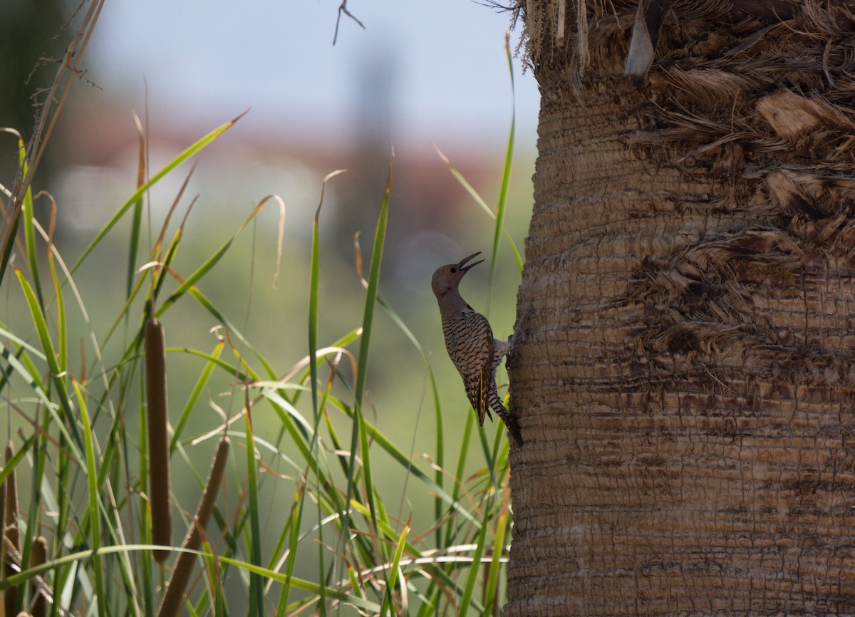 Gilded Flicker - Julian Ventres