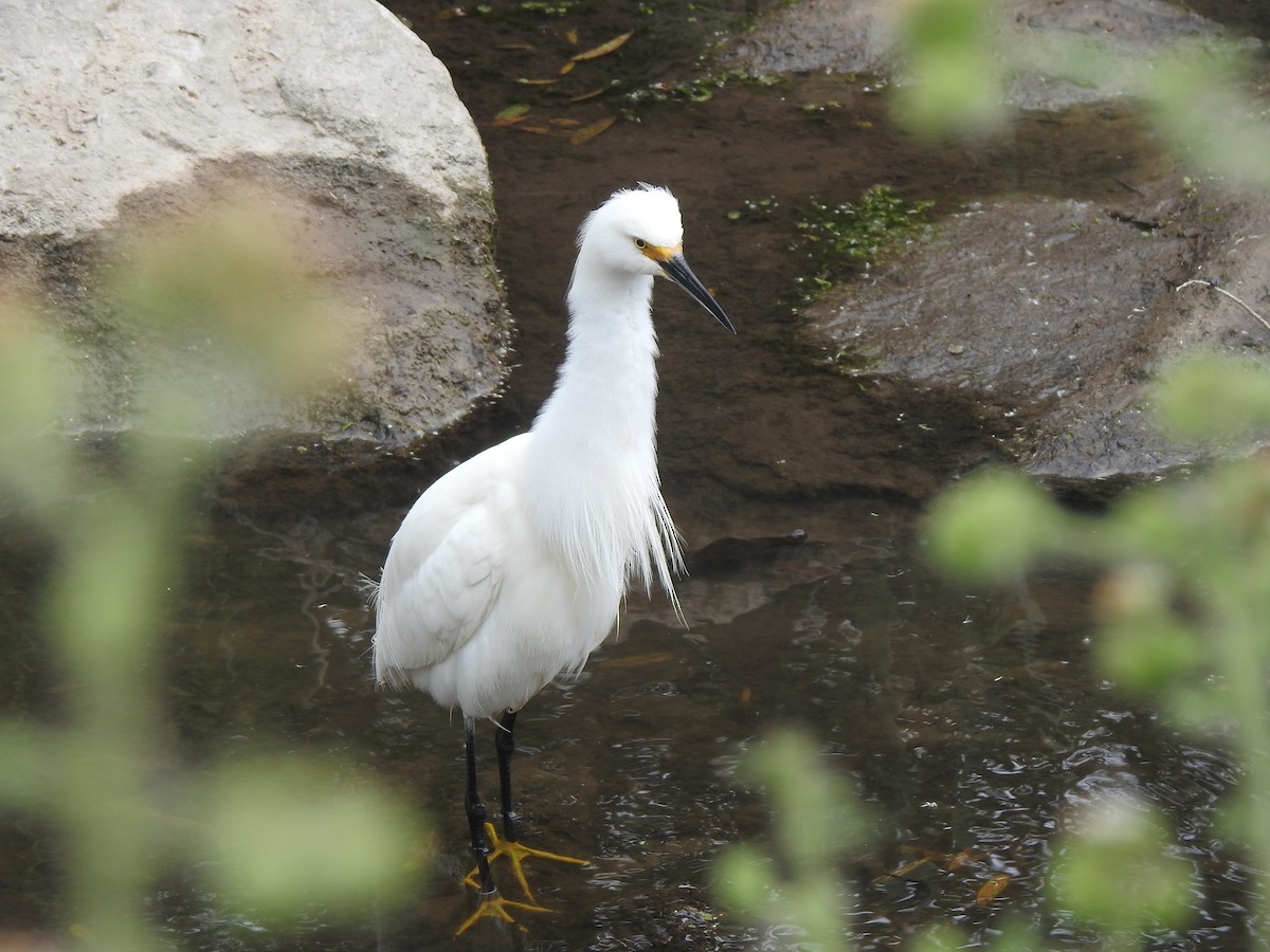 Snowy Egret - Layton Pace