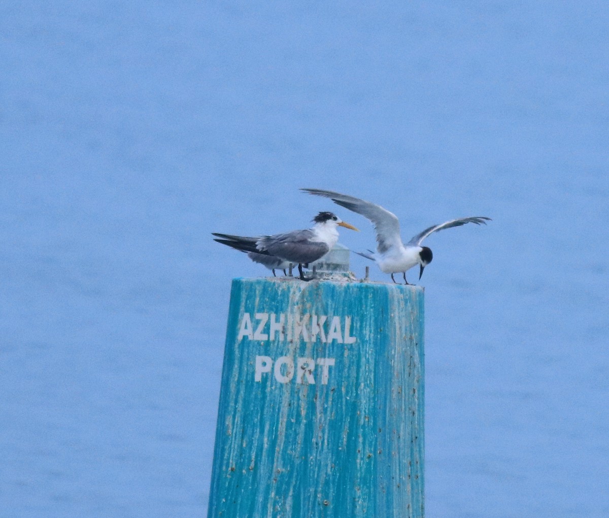 Great Crested Tern - Afsar Nayakkan