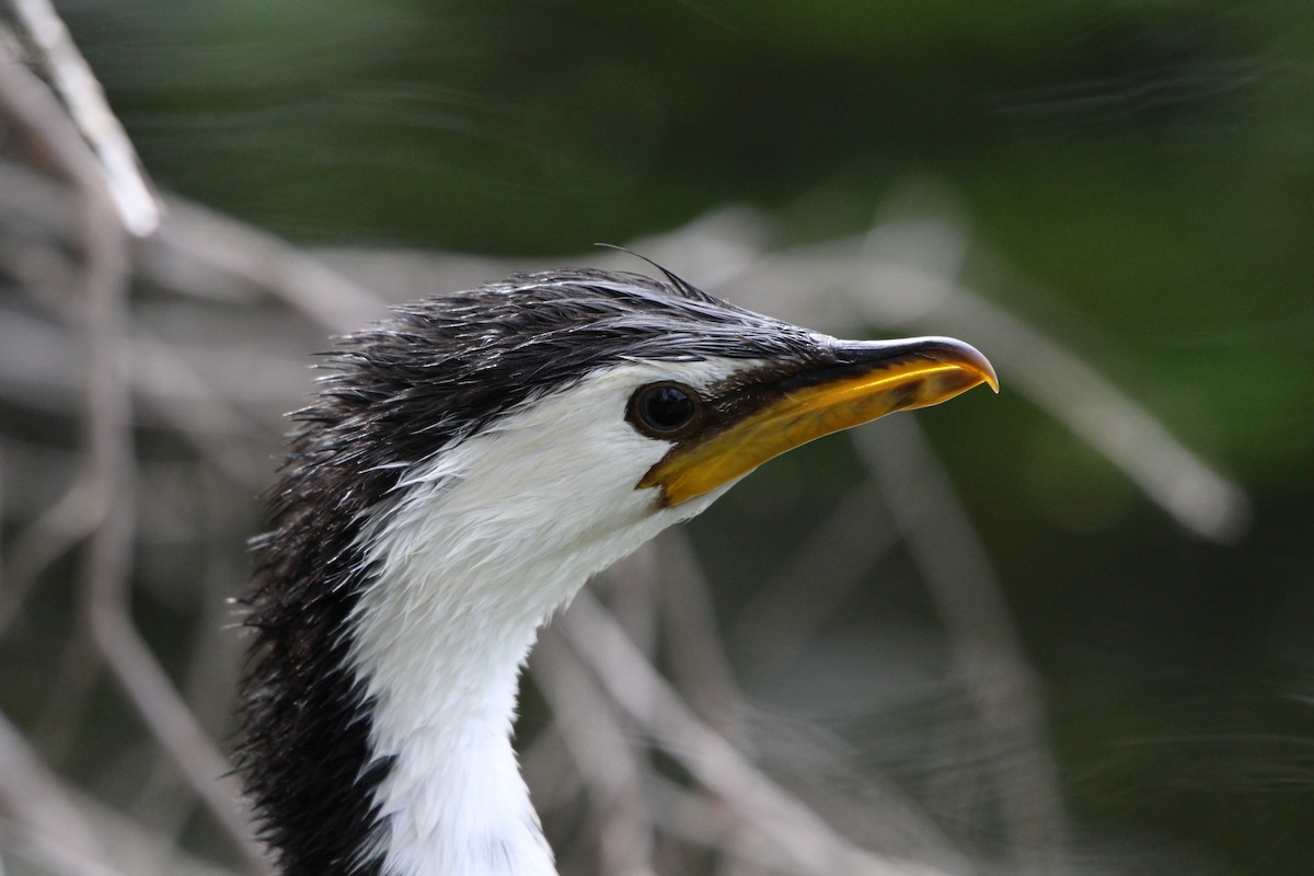 Little Pied Cormorant - Klervi Choulette