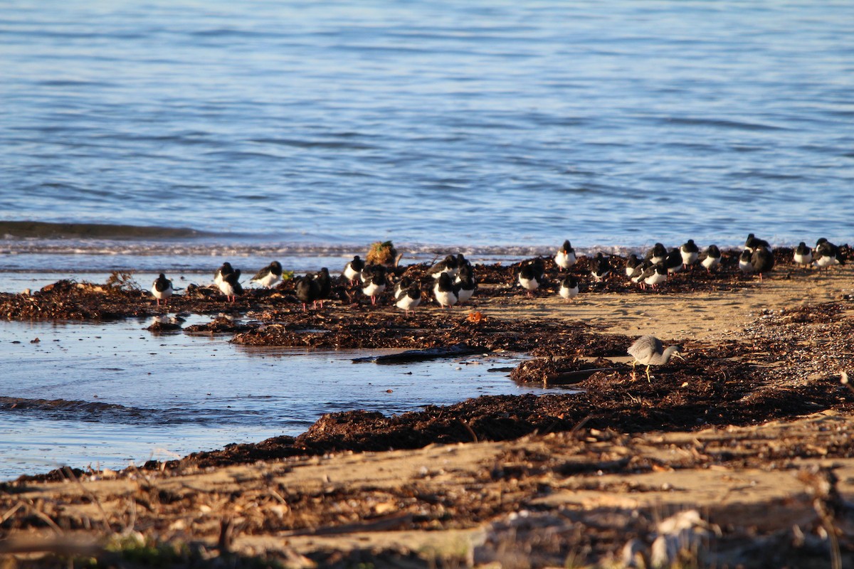 South Island Oystercatcher - ML619214020