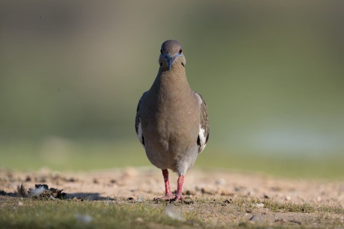 White-winged Dove - Julian Ventres