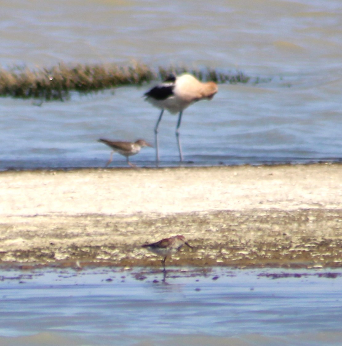 Western Sandpiper - Marsha Painter