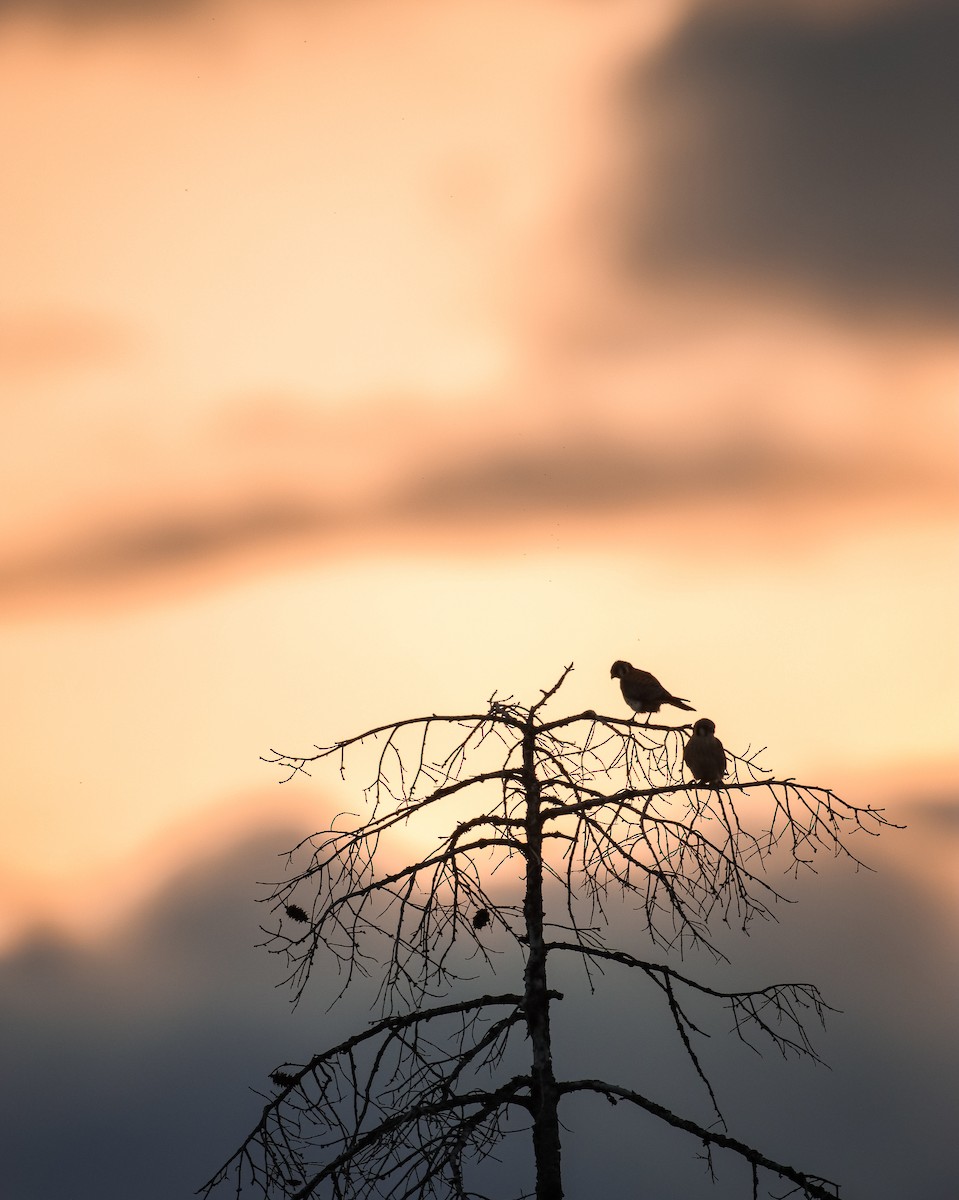 American Kestrel - Andrew Thomas 🦅🪶